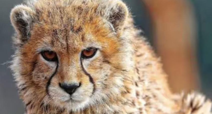 Iran mourns death of Pirouz, rare Asiatic Cheetah cub who became a symbol for anti-govt protesters